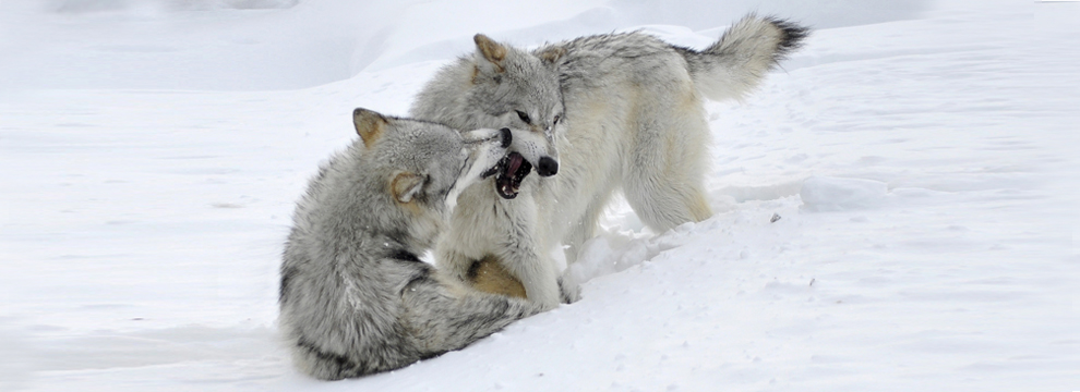 wolves-west-yellowstone-montana
