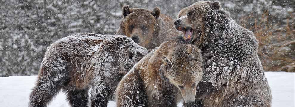 grizzly-bears-west-yellowstone-montana