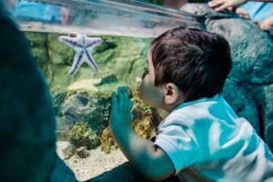 sealife_child_seastar_small