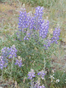 Wyoming flowers